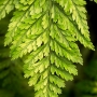 Fern Frond. So simple. So complex. Exposure: ISO 200, f/5.6, 1/160-second.